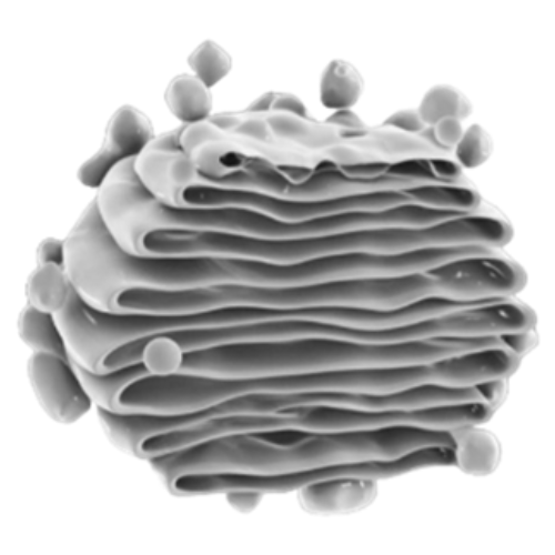 اختبارات عامر التعليمية