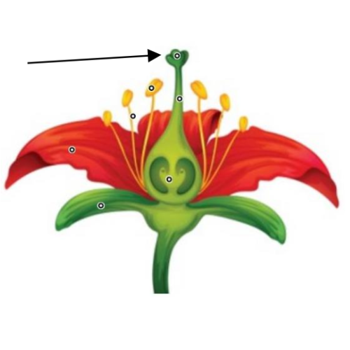 اختبارات عامر التعليمية