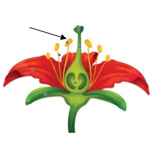 اختبارات عامر التعليمية