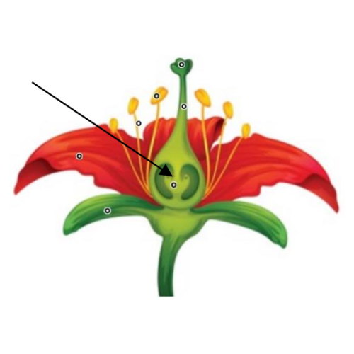 اختبارات عامر التعليمية