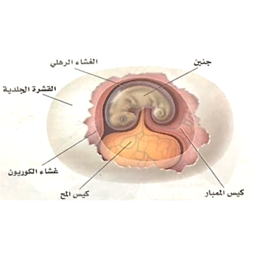اختبارات عامر التعليمية