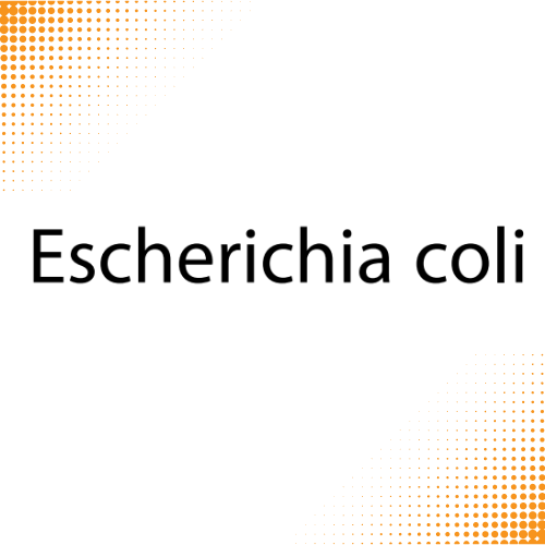 اختبارات عامر التعليمية