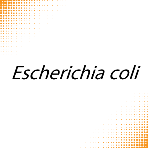 اختبارات عامر التعليمية