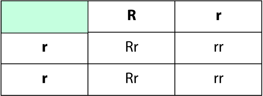 اختبارات عامر التعليمية