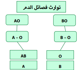 اختبارات عامر التعليمية