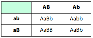 اختبارات عامر التعليمية