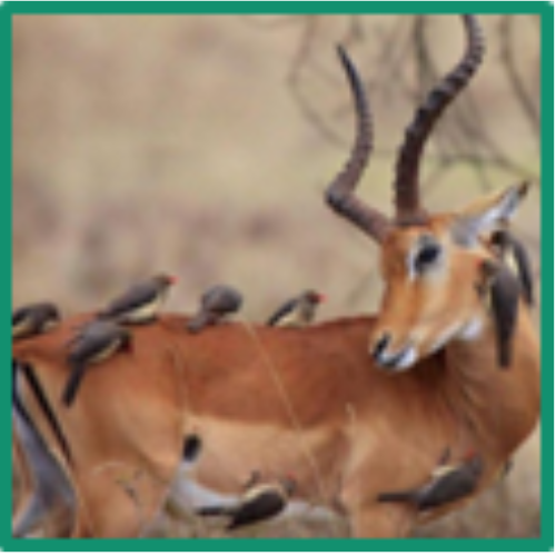 اختبارات عامر التعليمية