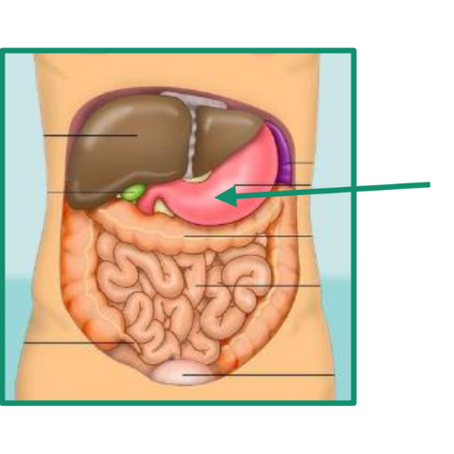 اختبارات عامر التعليمية
