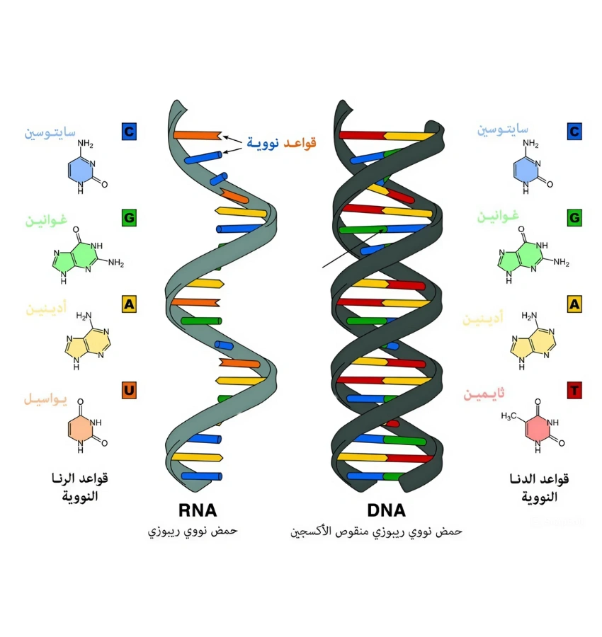 اختبارات عامر التعليمية