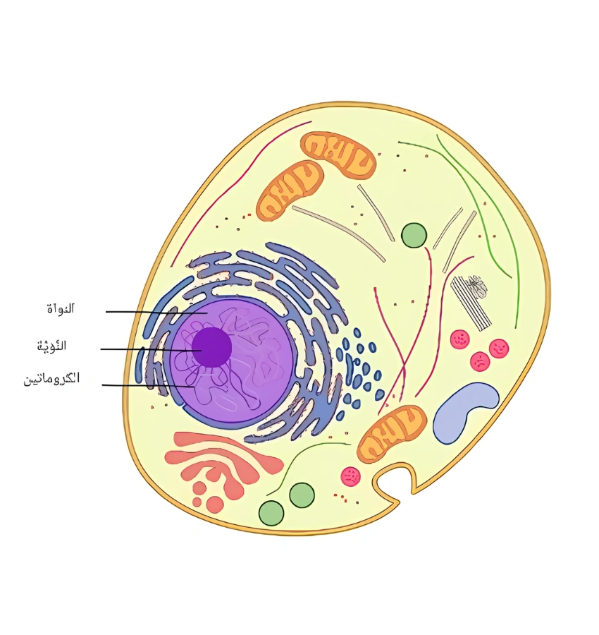 اختبارات عامر التعليمية