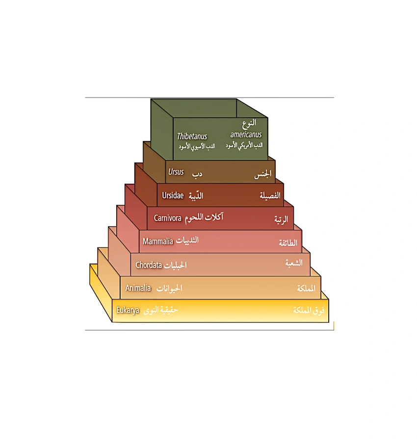 اختبارات عامر التعليمية