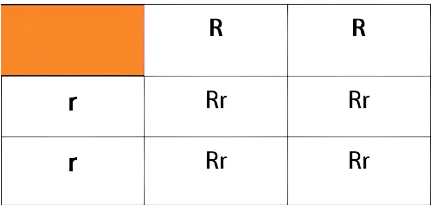 اختبارات عامر التعليمية