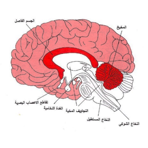 اختبارات عامر التعليمية