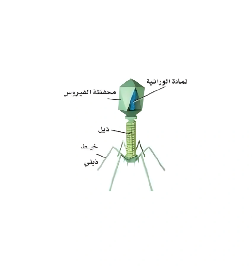 اختبارات عامر التعليمية