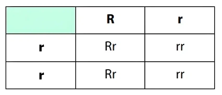 اختبارات عامر التعليمية